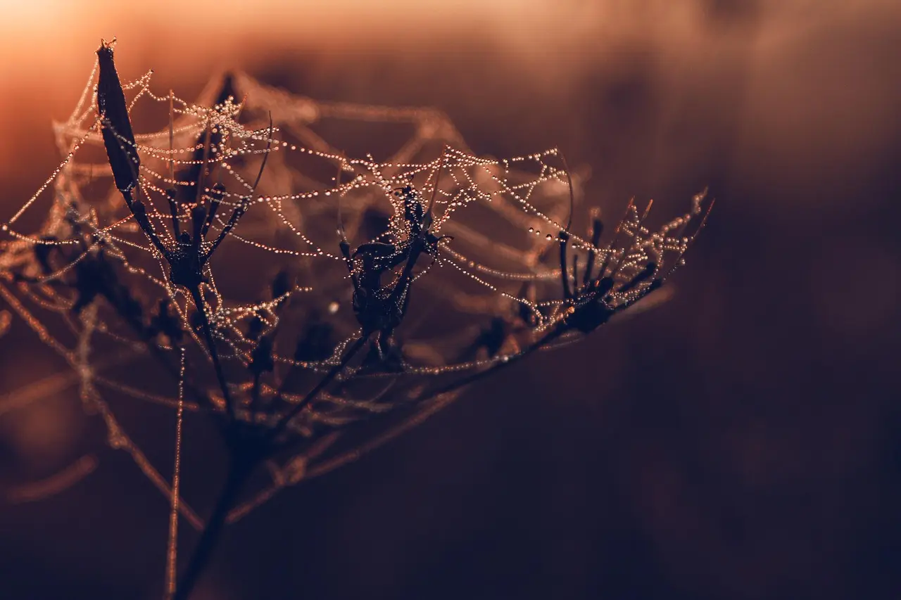 Upoređenje custom web applications vs off the shelf na ekranu računara
